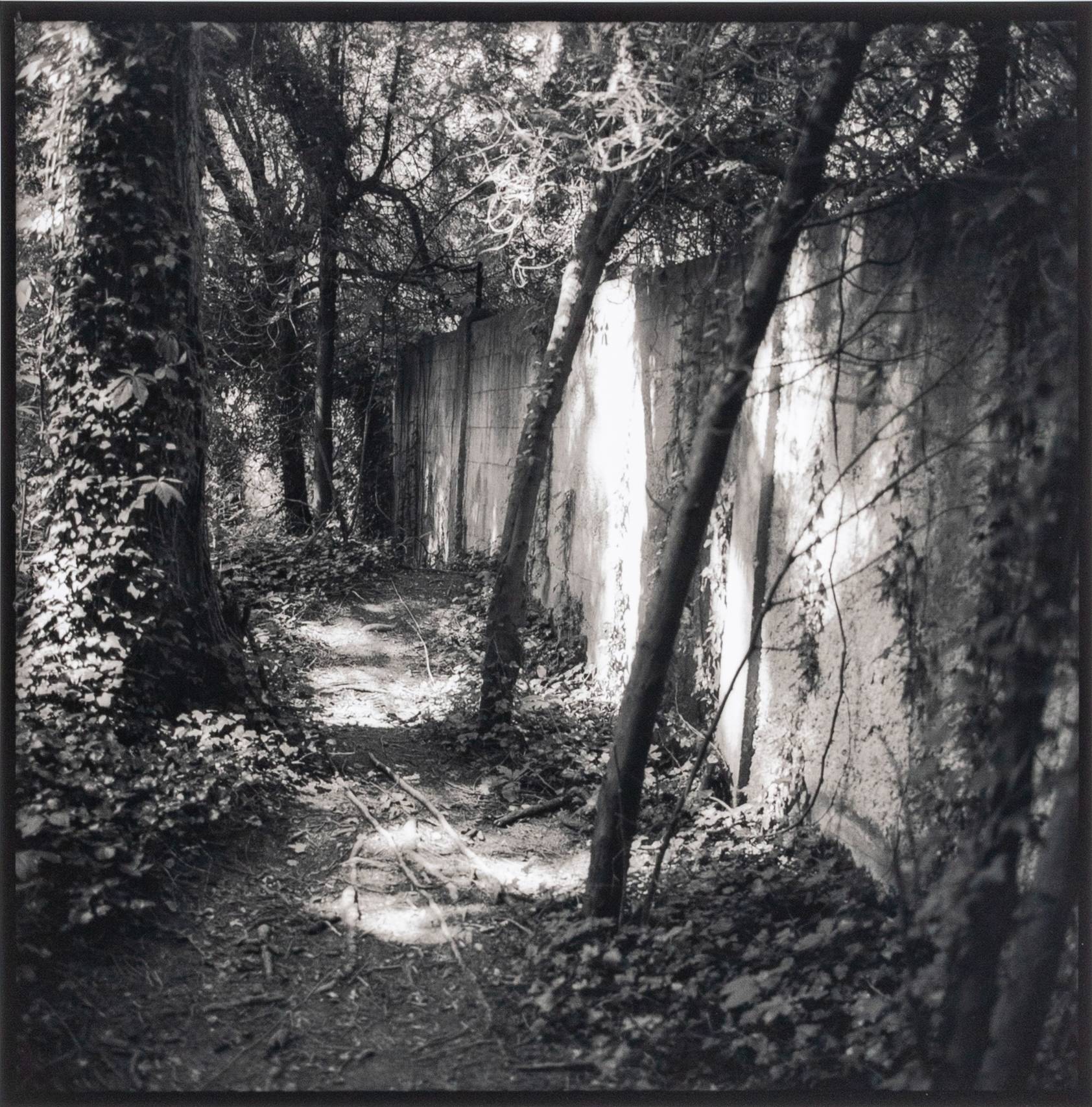 Black and white photographic image of trees and vines growing along a cement wall.